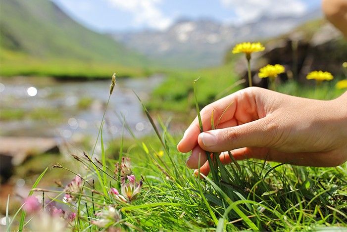 hand-pflueckt-grashalm-auf-blumenwiese.jpg
