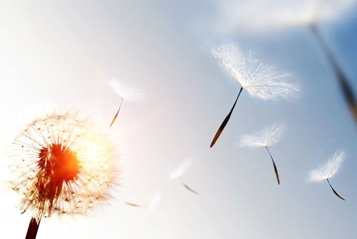 pusteblume-himmel-sonnenuntergang.jpg