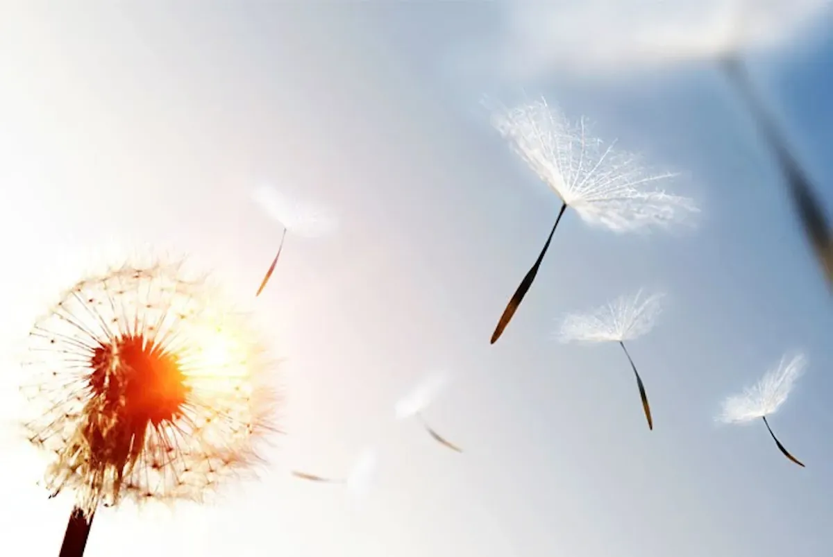 schirmflieger-wird-weggeweht-von-der-pusteblume.webp